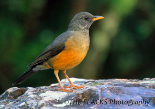 Olive Thrush.png