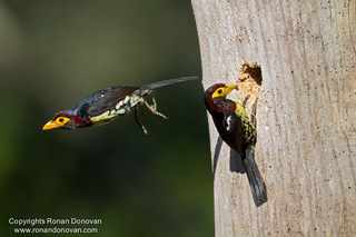 Yellow billed barbet.jpg